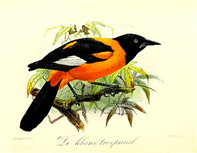 English:  « Icterus jamaica » = Icterus leucopteryx (Jamaican oriole)Français :  « Icterus jamaica » = Icterus leucopteryx (Oriole de Jamaïque)