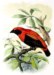 English:  « Euplectes flammiceps » = Euplectes hordeaceus (Black-winged red bishop)Français :  « Euplectes flammiceps » = Euplectes hordeaceus (Euplecte mo