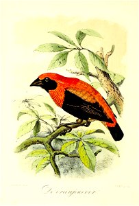 English:  « Euplectes flammiceps » = Euplectes hordeaceus (Black-winged red bishop)Français :  « Euplectes flammiceps » = Euplectes hordeaceus (Euplecte mo