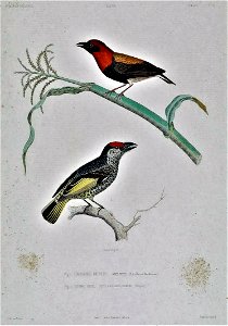Euplectes hordeaceus & Lybius undatus