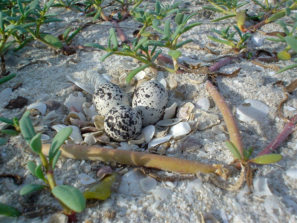 Malaysian plover nest at Khao Sam Roi Yod National Park.