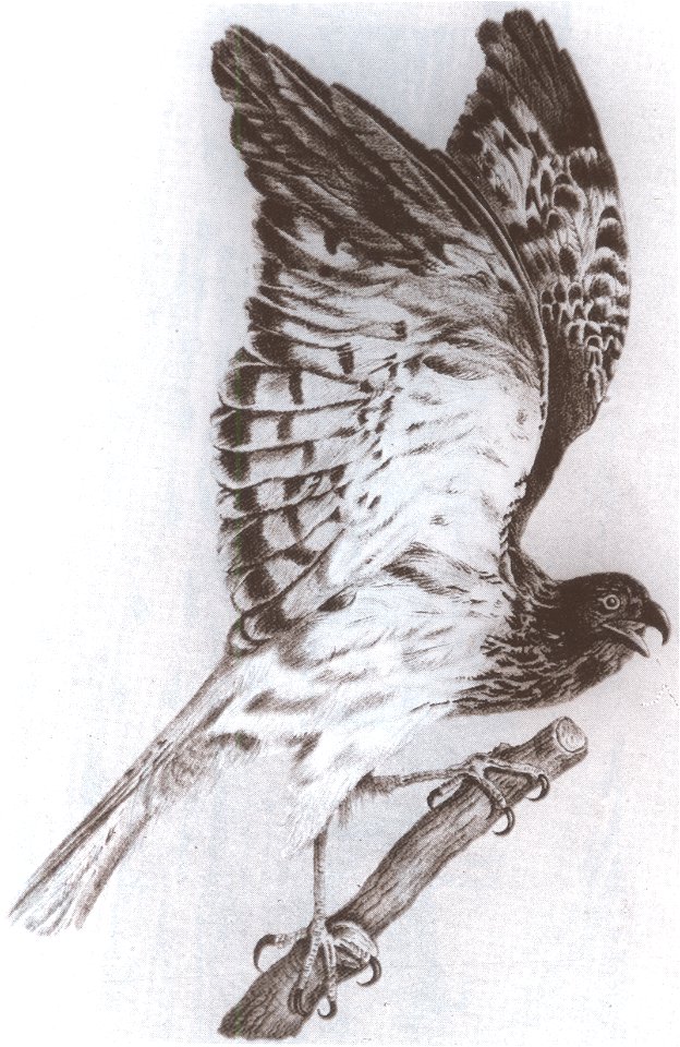 Male Réunion Harrier (Circus maillardi), lithograph by Louis Antoine Roussin