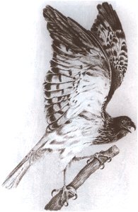 Male Réunion Harrier (Circus maillardi), lithograph by Louis Antoine Roussin