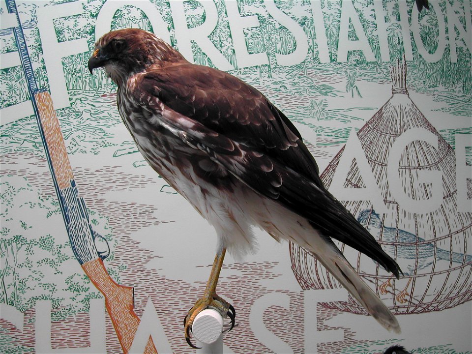 Photo d'un papangue naturalisé au Muséum d'histoire naturelle de la Réunion.

 Image:Papangue-Muséum.png