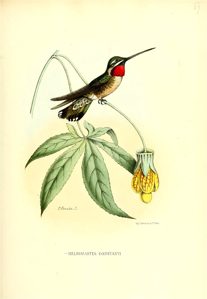 Heliomaster constantii