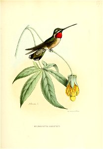 Heliomaster constantii