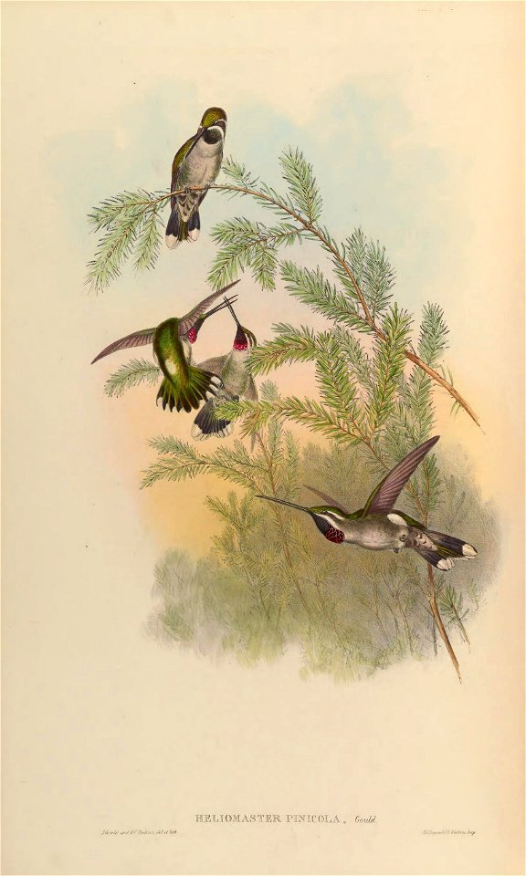 Heliomaster pinicola = Heliomaster constantii [1]