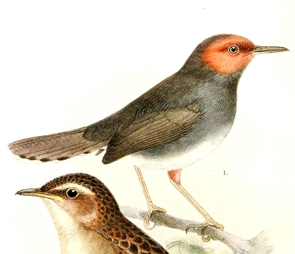 English:  « Orthotomus borneonensis » = Orthotomus ruficeps borneoensis (Subspecies of Ashy Tailorbird)Français :  « Orthotomus borneonensis » = Orthotomus