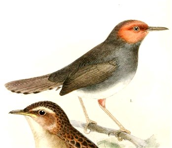 English:  « Orthotomus borneonensis » = Orthotomus ruficeps borneoensis (Subspecies of Ashy Tailorbird)Français :  « Orthotomus borneonensis » = Orthotomus