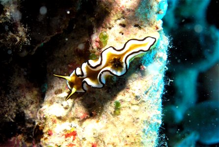 The chromodorid nudibranch Doriprismatica atromarginata (Cuvier, 1804)  (synonym: (Glossodoris atromarginata)). Fiji. 2008.