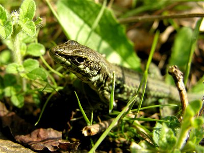 Podarcis tiliguerta (Lacertidae). Porto, Corse, France.