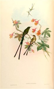 Lesbia eucharis = Lesbia victoriatoriae eucharis [1]