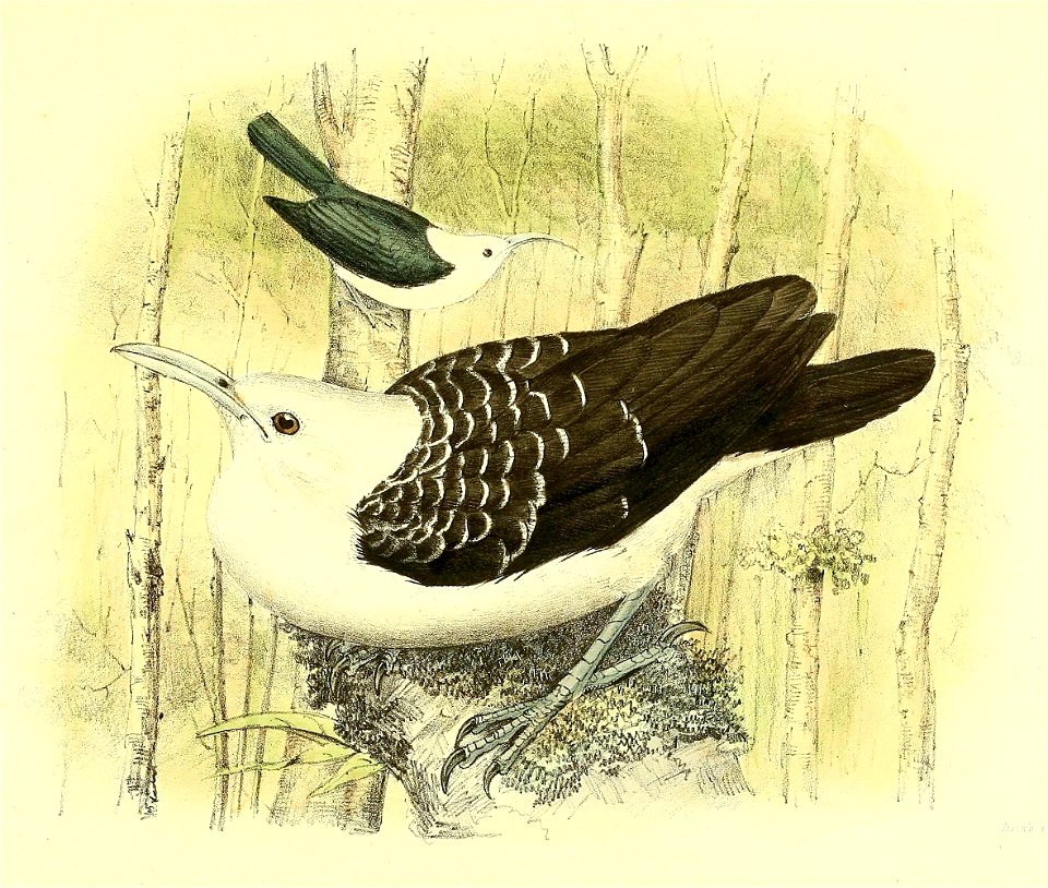 Falculia palliata = Falculea palliata (Sickle-billed Vanga)