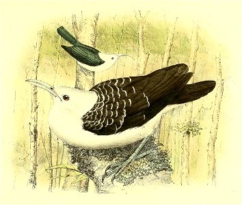 Falculia palliata = Falculea palliata (Sickle-billed Vanga)
