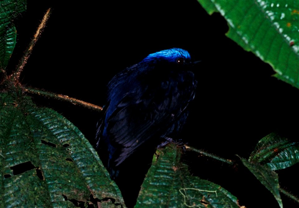 Blue-crowned Manakin (Lepidothrix coronata) from the NBII Image Gallery. A male photographed in Cordillera del Cóndor, Ecuador.