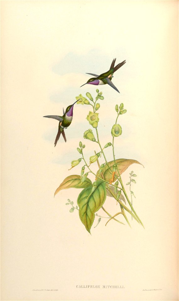 Calliphlox mitchelli [1]
