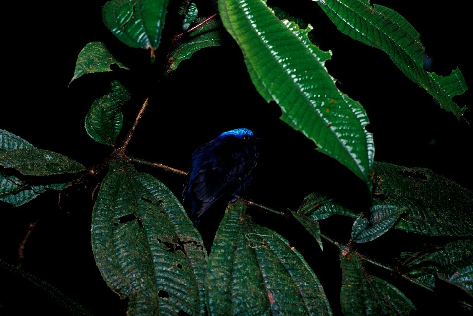 Blue-crowned Manakin (Lepidothrix coronata) from the NBII Image Gallery. A male photographed in Cordillera del Cóndor, Ecuador.