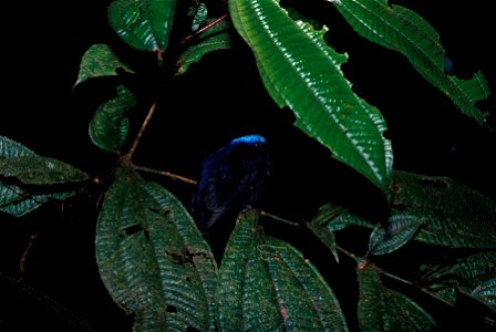 Blue-crowned Manakin (Lepidothrix coronata) from the NBII Image Gallery. A male photographed in Cordillera del Cóndor, Ecuador. photo