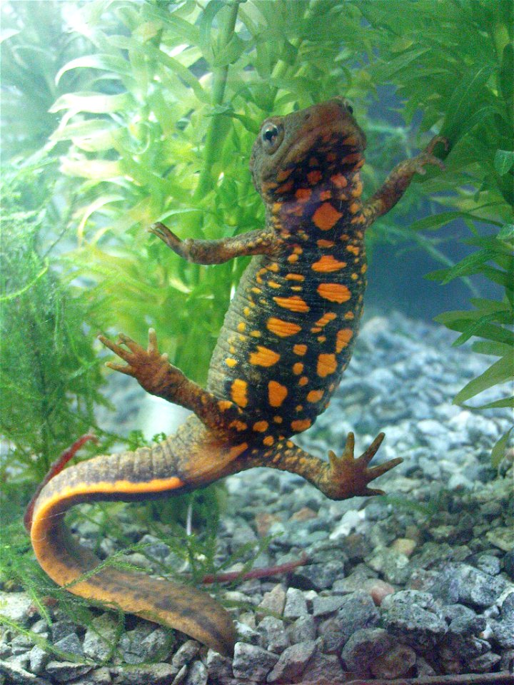 Paramesotriton sp., a type of salamander.