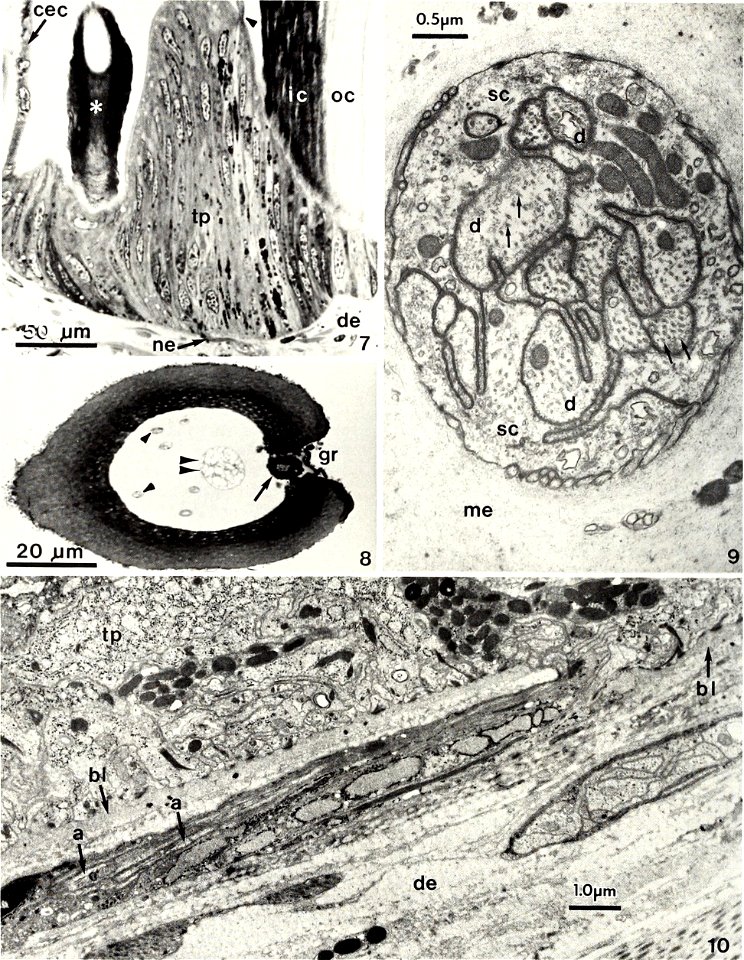 : American malacological bulletin
Identifier: americanmal6719881990amer (find matches)
Year: 1983 (1980s)
Authors: American Malacological Union
Subjects: Mollusks; Mollusks
Publisher: (Hattiesburg, Mi
