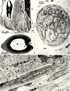 : American malacological bulletin
Identifier: americanmal6719881990amer (find matches)
Year: 1983 (1980s)
Authors: American Malacological Union
Subjects: Mollusks; Mollusks
Publisher: (Hattiesburg, Mi