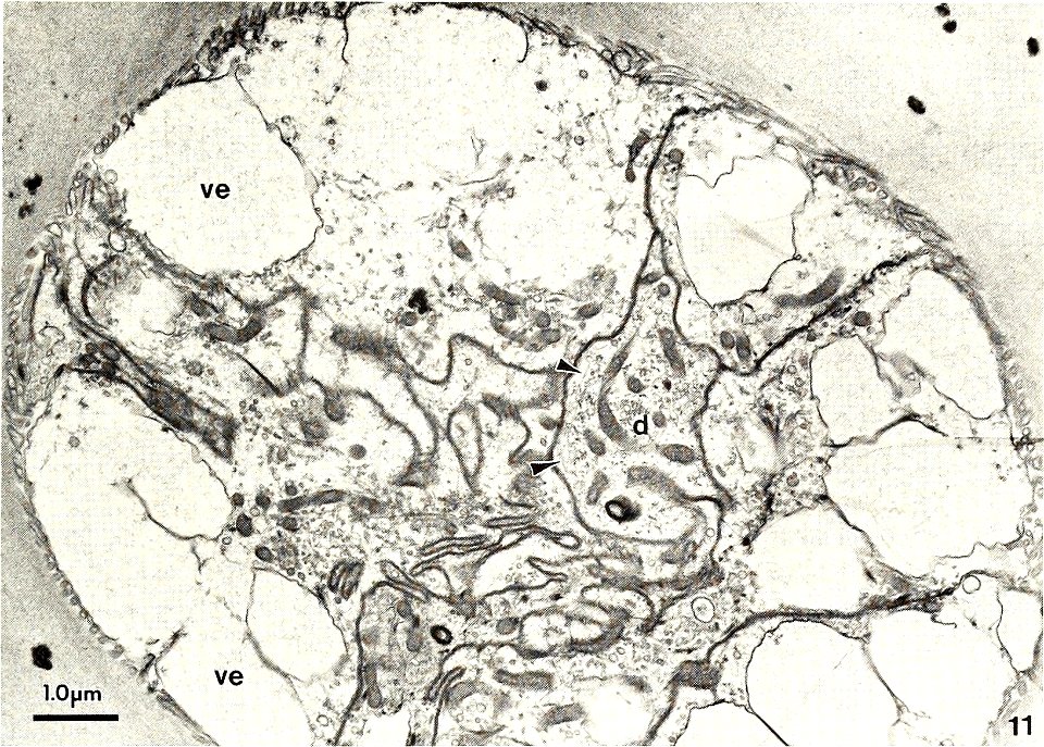: American malacological bulletin
Identifier: americanmal6719881990amer (find matches)
Year: 1983 (1980s)
Authors: American Malacological Union
Subjects: Mollusks; Mollusks
Publisher: (Hattiesburg, Mi