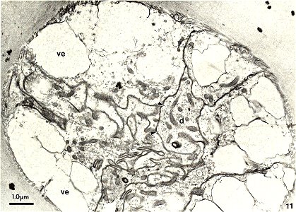 : American malacological bulletin
Identifier: americanmal6719881990amer (find matches)
Year: 1983 (1980s)
Authors: American Malacological Union
Subjects: Mollusks; Mollusks
Publisher: (Hattiesburg, Mi