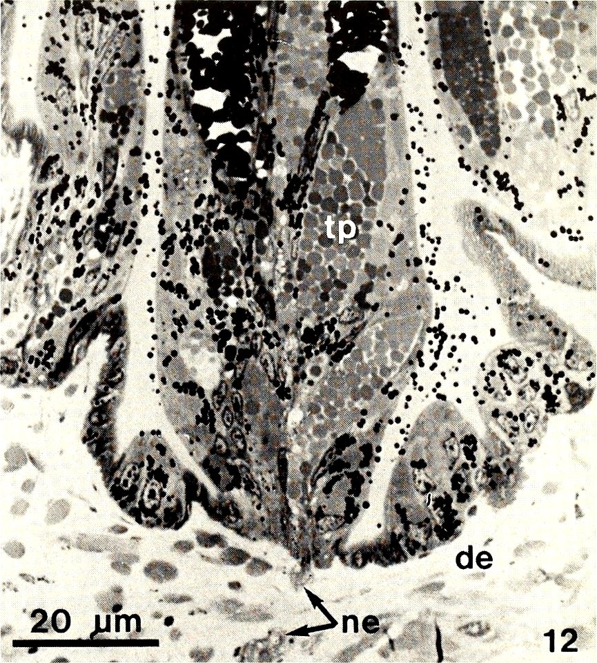 : American malacological bulletin
Identifier: americanmal6719881990amer (find matches)
Year: 1983 (1980s)
Authors: American Malacological Union
Subjects: Mollusks; Mollusks
Publisher: (Hattiesburg, Mi
