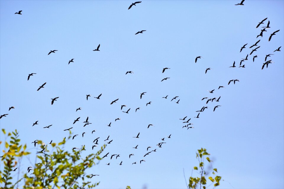 Fly nature flying