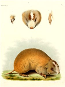 Китайский цокор (Myospalax fontanierii)