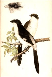 English:  « Lanius caudatus » = Lanius cabanisi (Long-tailed fiscal) - male and youngFrançais :  « Lanius caudatus » = Lanius cabanisi (Pie-grièche à longu