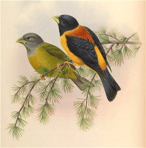 Hesperiphona affinis = Mycerobas affinis[1]