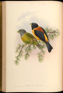 Hesperiphona affinis = Mycerobas affinis[1]