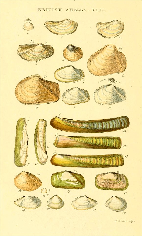 Illustrated Index of British Shells. Plate II.

1
Poromya granulata
Poromya granulata
1*
Poromya subtrigona
(nomen dubium)
2
Pandora rostrata
Pandora albida
3
Pandora obtusa
Pandora pinna
4
Lyonsia no