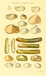 Illustrated Index of British Shells. Plate II.

1
Poromya granulata
Poromya granulata
1*
Poromya subtrigona
(nomen dubium)
2
Pandora rostrata
Pandora albida
3
Pandora obtusa
Pandora pinna
4
Lyonsia no
