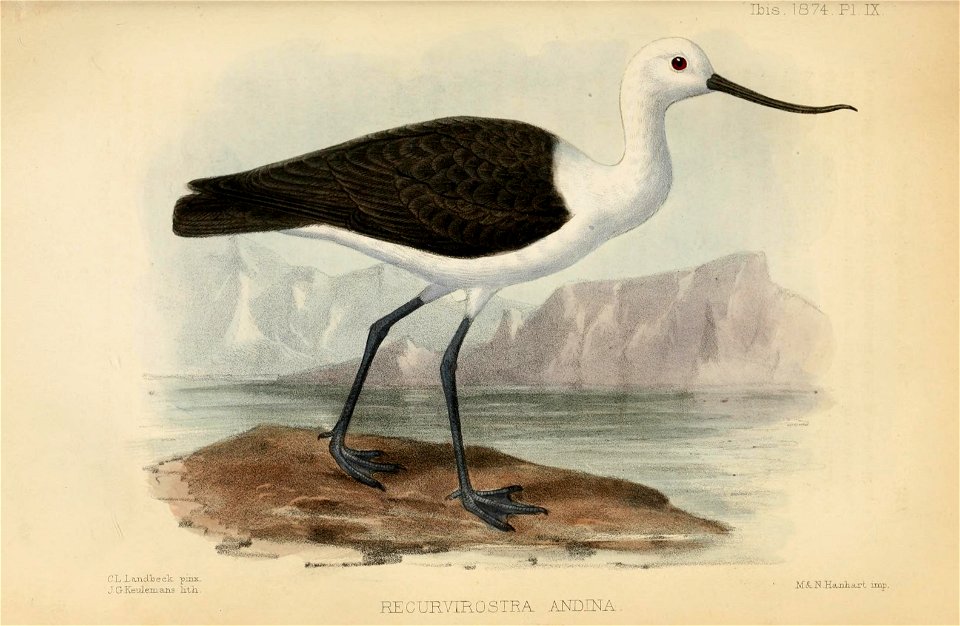 English:  « Recurvirostra andina » = Recurvirostra andina (Andean Avocet)Français :  « Recurvirostra andina » = Recurvirostra andina (Avocette des Andes)