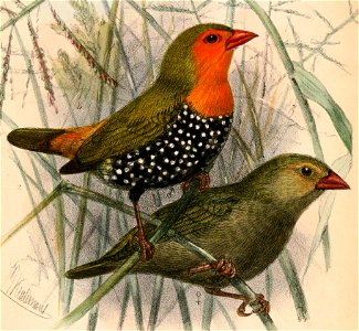 English: « Pytelia schlegeli » = Mandingoa nitidula schlegeli (Subspecies of Green-backed Twinspot) - male and femaleFrançais : « Pytelia schlegeli » = M photo
