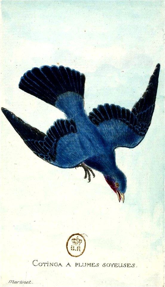 Cotinga des Mayanas ou Cotinga à plumes soyeuses
                        Latina:  Cotinga maynana