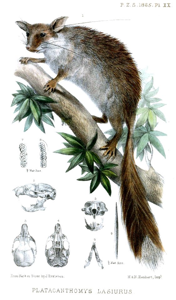 Platacanthomys lasiurus