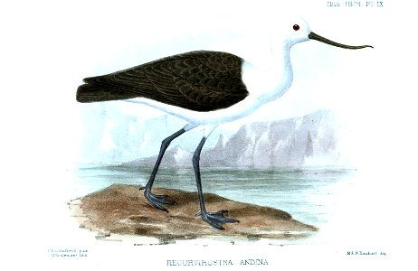English:  « Recurvirostra andina » = Recurvirostra andina (Andean Avocet)Français :  « Recurvirostra andina » = Recurvirostra andina (Avocette des Andes)