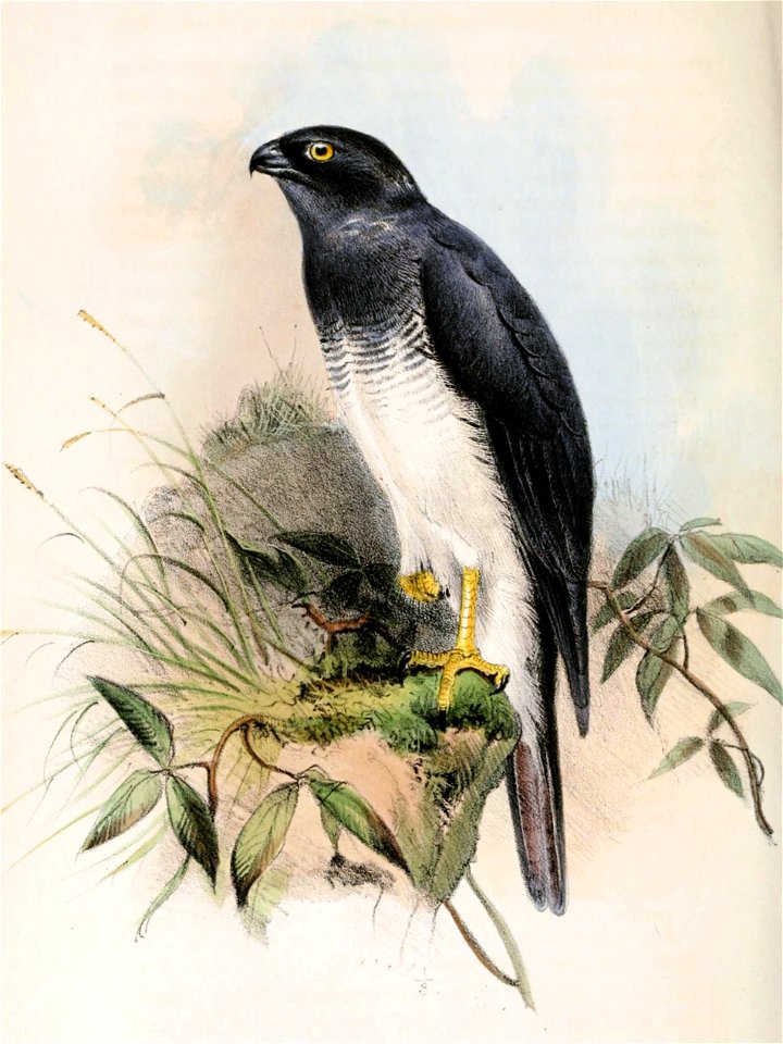 English:  « Accipiter haplochrous » = Accipiter haplochrous (White-bellied Goshawk)Français :  « Accipiter haplochrous » = Accipiter haplochrous (Autour à 