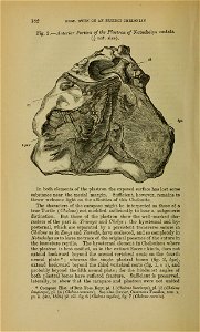 182 

PKOF. 
OWEN 
ON 
AN 
EXTINCT 
CHELONIAN 

Pig, 
2. 
Anterior 
Portion 
of 
the 
Plastron 
of 
Notochelys 
costata 

(J 
nat. 
size). 

hpt.r 

In 
both 
elements 
of 
the 
plastron 
the 
exposed