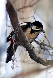 Great Spotted Woodpecker (Dendrocopos major) in Hollihaka Park, Oulu.