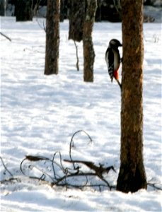 Great Spotted Woodpecker (Dendrocopos major).