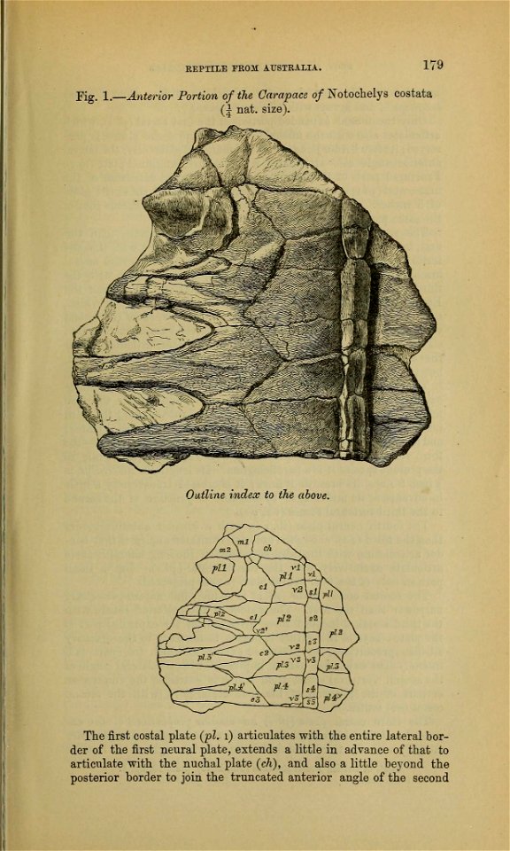 REPTILE 
FROM 
AUSTRALIA, 

179 

Fig. 
1. 
— 
Anterior 
Portion 
of 
the 
Carapace 
of 
Notochelys 
costata 

(J 
nat. 
size). 

Outline 
index 
to 
the 
above. 

The 
first 
costal 
plate 
(pi. 
1) 