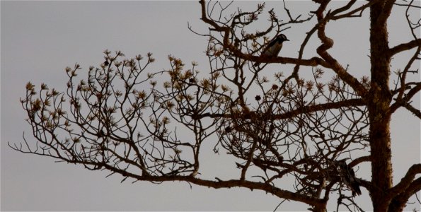 Two Great Spotted Woodpeckers (Dendrocopos major) in tree.