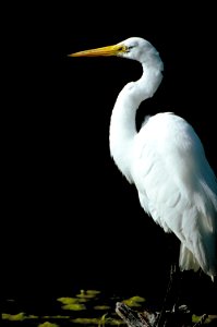 A Great Egret photo