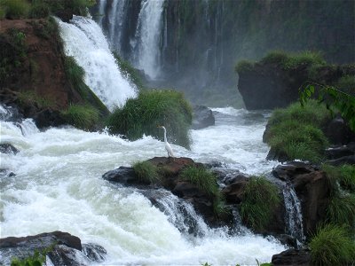 Ardea alba in Iguazú falls