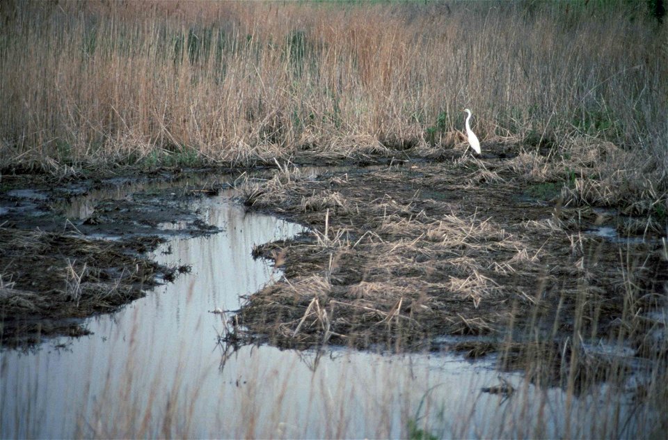 Bombay Hook National Wildlife Refuge wetlands, Delaware, USA