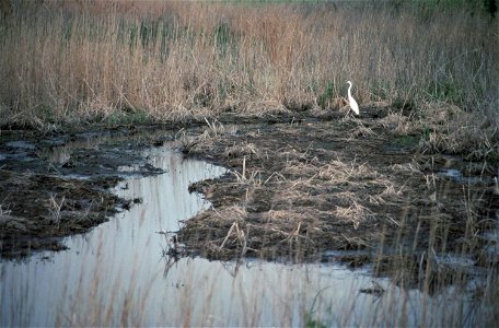 Bombay Hook National Wildlife Refuge wetlands, Delaware, USA photo